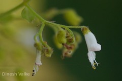 Isodon lophanthoides var. lophanthoides